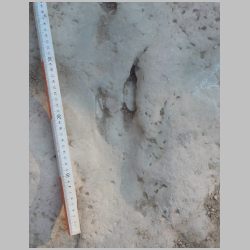 09-DSCN0233cr Baby.jpg